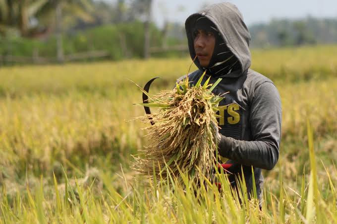 Produksi Padi Nyaris 31 Juta Ton, Mentan: Alhamdulillah! Apa Rahasianya?