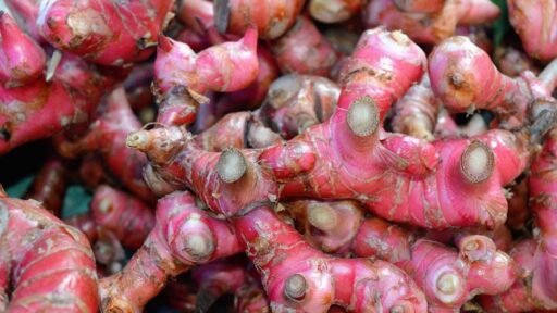 Terungkap! Jahe Merah Bisa Atasi Masuk Angin Saat Cuaca Ekstrem!