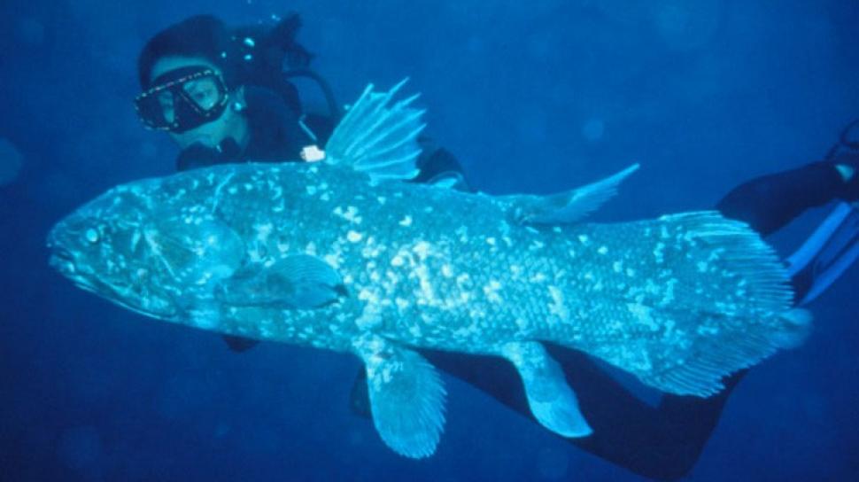 10 Fakta Menarik Ikan Coelacanth, Spesies Langka Berindra Listrik!