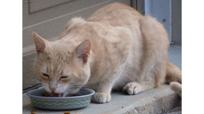 Awas! Kebiasaan Buruk Ini Bisa Bahayakan Kesehatan Kucing Anda!