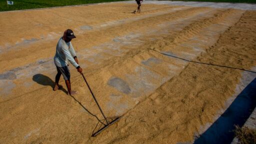 Badan Pangan Nasional Siap Serap Gabah dan Beras dengan HPP Baru