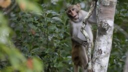 Empat Monyet Terakhir yang Kabur Ditangkap di Carolina Selatan!