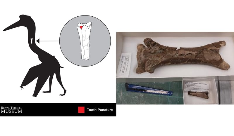 Fosil Tulang Leher Pterosaur di Kanada: Temukan Bukti Gigitan Buaya!