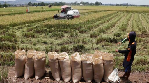 Hasil Panen Diprediksi Melimpah, Pemerintah Kebingungan Tempat Penampungan