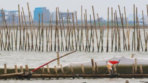 Jadi Pagar Laut, Temukan Rahasia Kehebatan Tanaman Bambu!