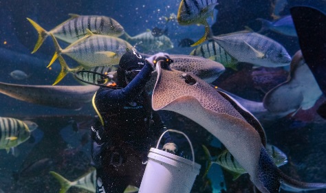 Liburan Seru di Jakarta Aquarium: Info Harga, Jam, dan Wahana Barunya!