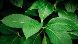 Masih Berpolemik, BRIN Percepat Penelitian Kratom untuk Manfaat