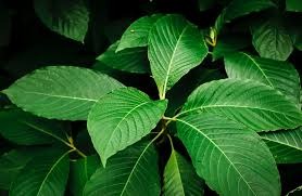 Masih Berpolemik, BRIN Percepat Penelitian Kratom untuk Manfaat