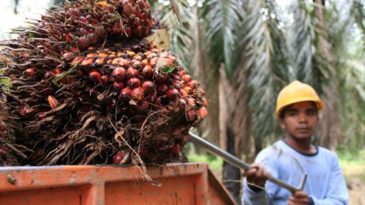 Pemanfaatan Hutan Terdegradasi: Solusi Prabowo untuk Ketahanan Pangan dan Energi