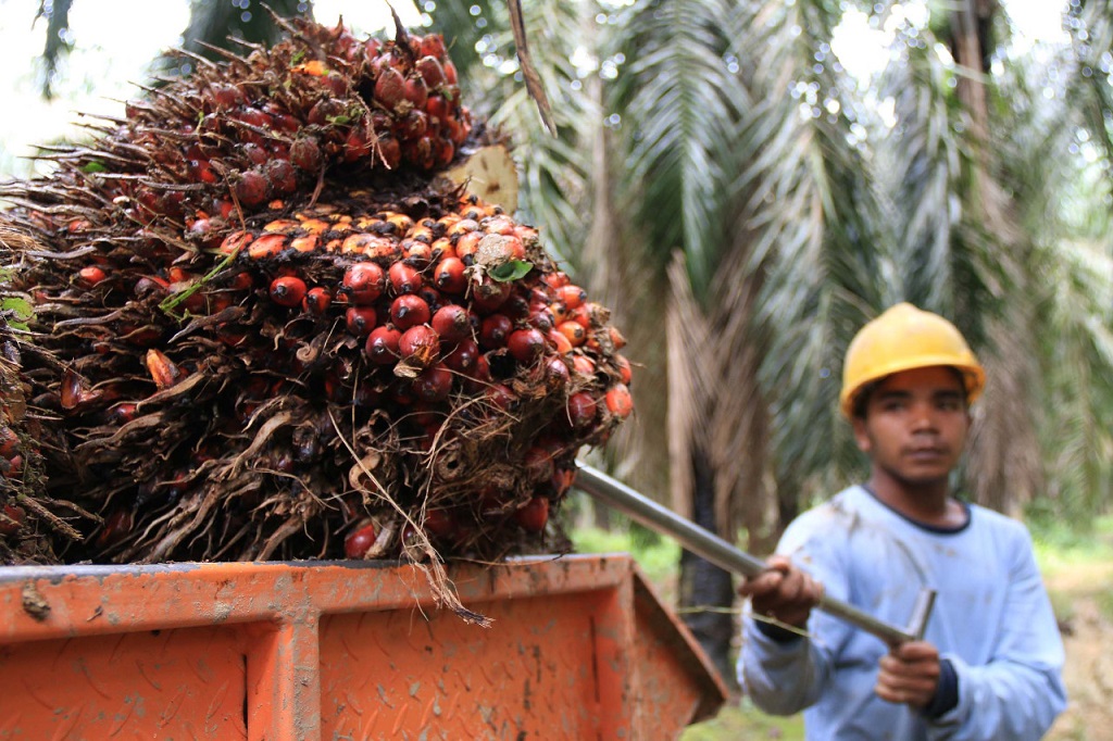 Pemanfaatan Hutan Terdegradasi: Solusi Prabowo untuk Ketahanan Pangan dan Energi