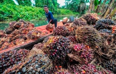 Sawit Indonesia Akhirnya Dapat Pengakuan Dunia: Apa Artinya?