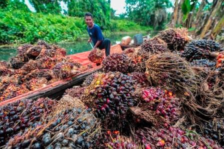 Sawit Indonesia Akhirnya Dapat Pengakuan Dunia: Apa Artinya?