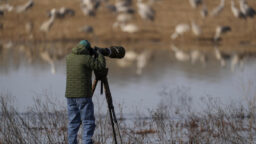 Surga Burung di Alabama: Ribuan Crane Pasir Berpindah Tempat!