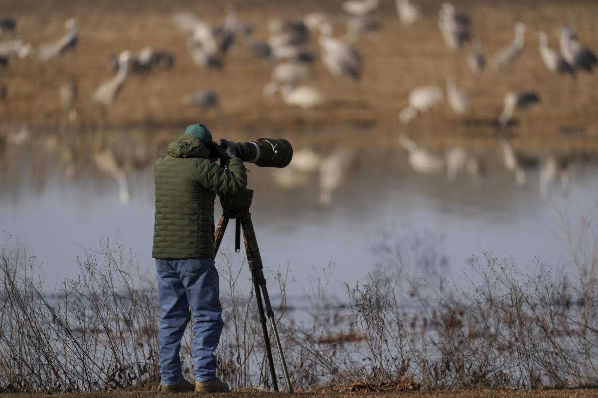 Surga Burung di Alabama: Ribuan Crane Pasir Berpindah Tempat!