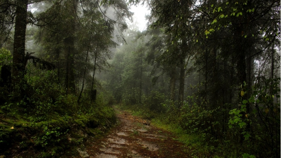 90 Juta Tahun Lalu: Antartika Penuh Hutan dan Dinosaurus!