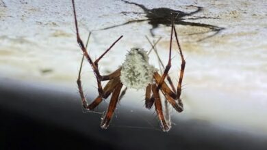 Heboh! Laba-laba Zombie Terinfeksi Jamur Ditemukan di Kastil Irlandia