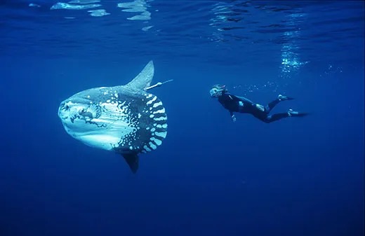 Jepang Temukan Cara Unik Menghibur Ikan Mola-Mola Kesepian!