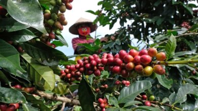 Kredit Rp67,2 Miliar Siap Dorong Kemajuan Industri Kopi Nasional