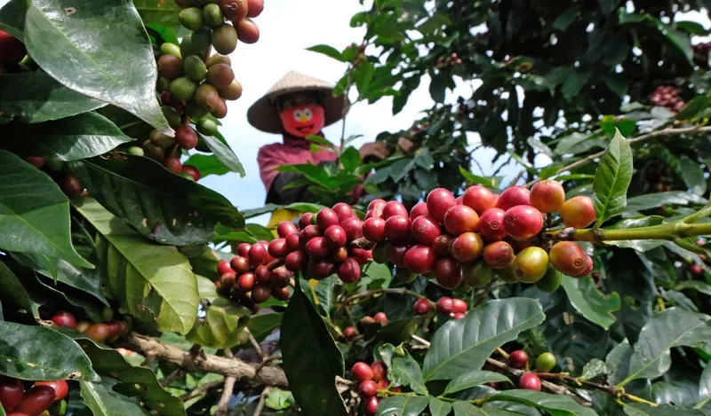 Kredit Rp67,2 Miliar Siap Dorong Kemajuan Industri Kopi Nasional