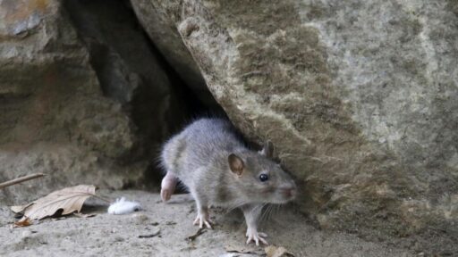 Rats Menggila! Suhu Hangat Picu Populasi Tikus di Kota