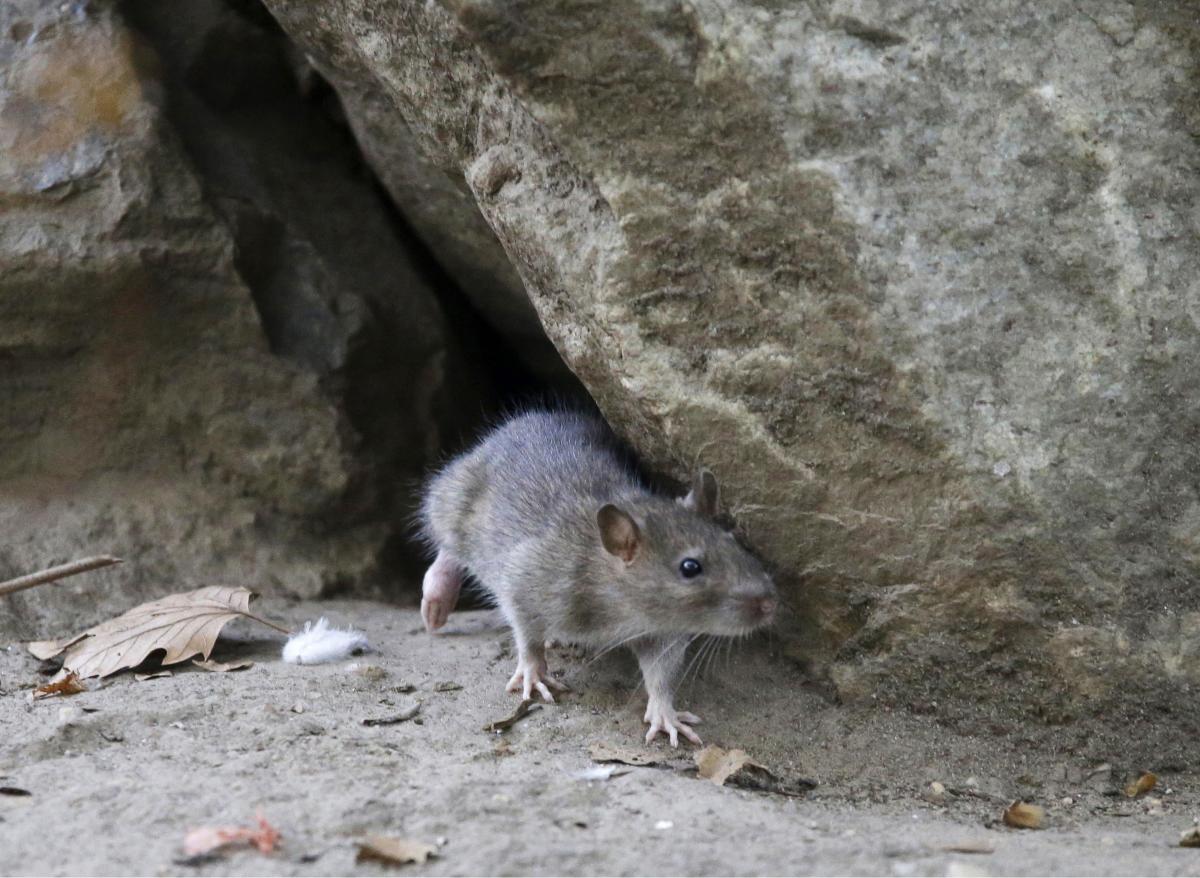 Rats Menggila! Suhu Hangat Picu Populasi Tikus di Kota